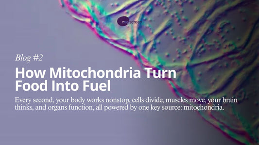 They Make Energy: How Mitochondria Turn Food Into Fuel