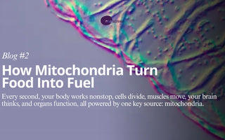 They Make Energy: How Mitochondria Turn Food Into Fuel