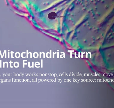 They Make Energy: How Mitochondria Turn Food Into Fuel