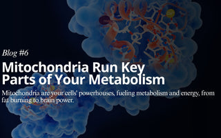 Mitochria Run Key Parts of Your Metabolism