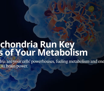 Mitochria Run Key Parts of Your Metabolism