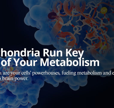 Mitochria Run Key Parts of Your Metabolism