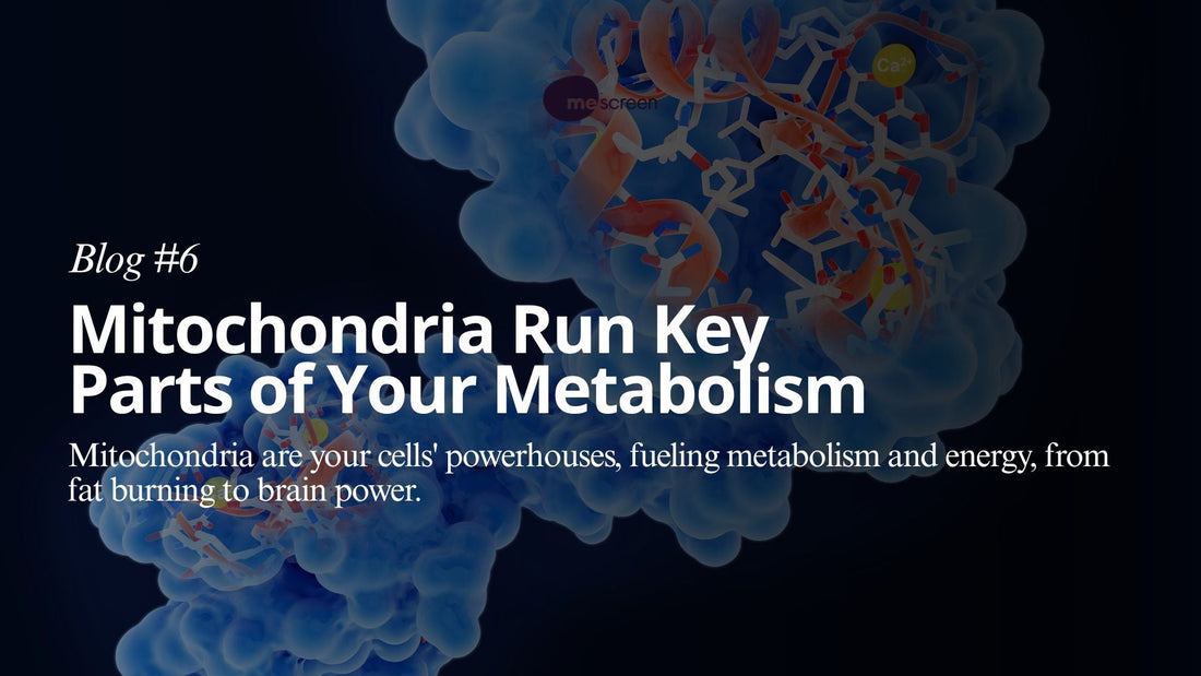 Mitochria Run Key Parts of Your Metabolism