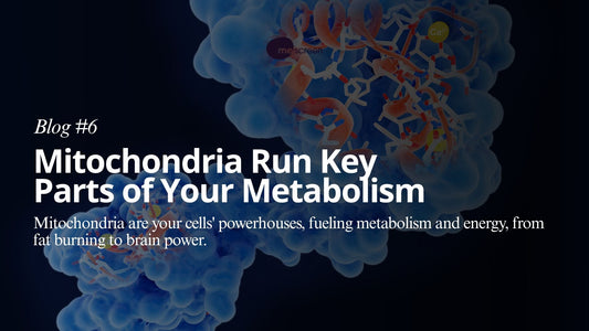 Mitochria Run Key Parts of Your Metabolism