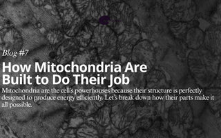 Mitochondria are famously known as the “Powerhouses of the Cell"