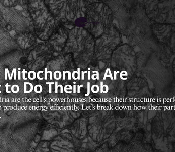 Mitochondria are famously known as the “Powerhouses of the Cell"