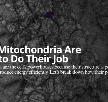Mitochondria are famously known as the “Powerhouses of the Cell"