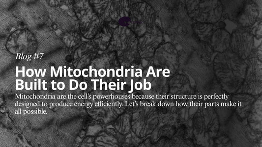 Mitochondria are famously known as the “Powerhouses of the Cell"