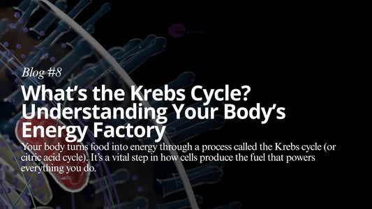 The Krebs Cycle: A Metabolic Assembly Line