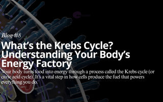 The Krebs Cycle: A Metabolic Assembly Line