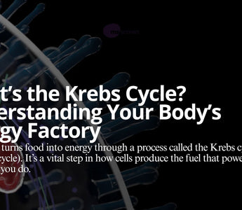 The Krebs Cycle: A Metabolic Assembly Line