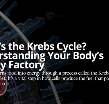 The Krebs Cycle: A Metabolic Assembly Line
