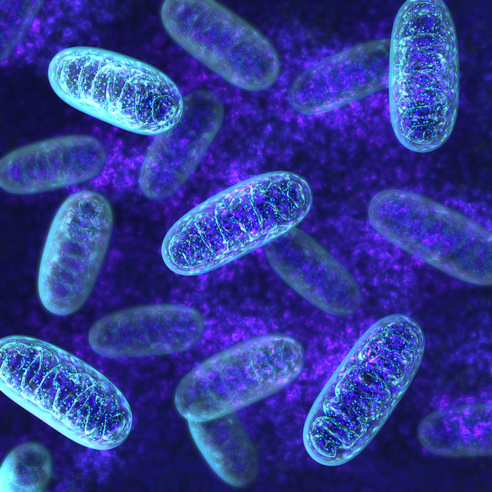 mitochondria 